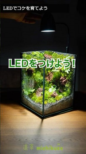 暗い場所でコケを育てるなら、LED照明をつけよう#苔テラリウム #LED #育て方