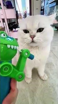 Funny ANIMALS videos 😂 | Funniest Cats and Dogs 2025 🐶😼 | #28