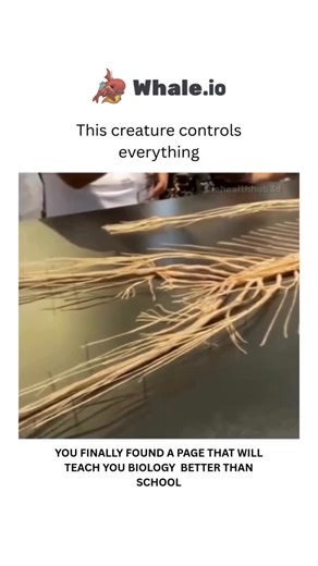 BIOLOGY | MEDICAL | HEALTH on Instagram: "The nervous system controls the body through a complex network of neurons and nerves that transmit and process information. It regulates various functions, such as movement, sensation, perception, and cognition, by sending and receiving electrical and chemical signals. The brain acts as the central command center, processing information and sending instructions to the rest of the body, while the peripheral nervous system carries out these instructions, e