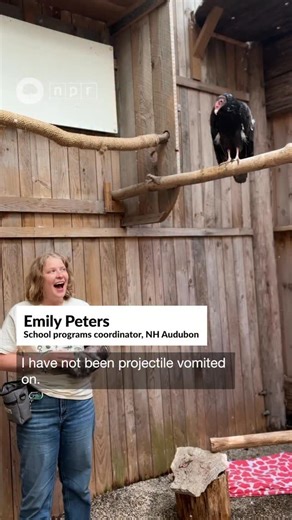 90K views · 75 comments | Turkey vultures have some *interesting*...