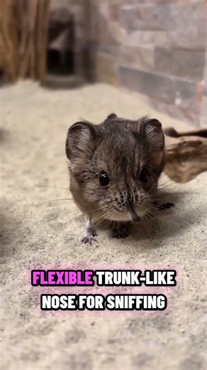 SENGI? MOUSE? ELEPHANT? WOW