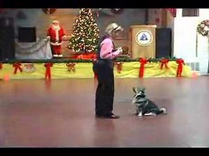 Canine Musical Freestyle dance by Swedish Vallhund dog