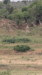 Watch this amazing sighting of giraffe having a ball on the banks of the crocodile river in Kruger National Park #safari #wildlife #krugernationalpark #reel #Amazing #giraffe | Shaun Etsebeth Photo Safaris