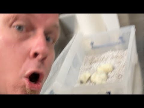 UNEXPECTED Baby Snakes Hatching LIVE [#CL26003 & #CL26004]
