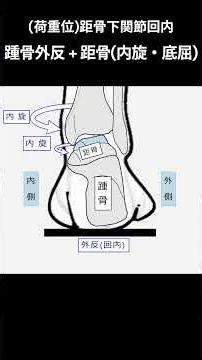 荷重応答期 膝関節のロックを解く下腿部内旋のトリガーは？ #歩行分析 #荷重応答期 #膝関節