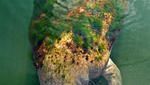 Cape Cod manatee spotted again as experts try to keep tabs on warm water animal's health