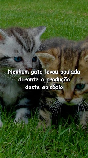Flow on Instagram: "o gato tá safe 🙌🏻"