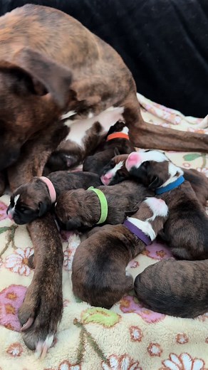 Meet Adorable 1-Day-Old Boxer Puppies