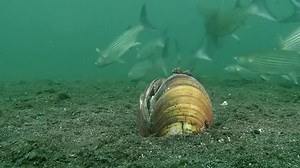 Clean Octopus Throws Crab Shells Away After Feeding | Emmanuel Isaac's