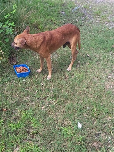 Bruno Project St Lucia on Reels | Facebook