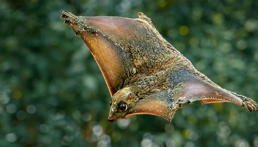 The animal that 'shouldn't work' - yet survives with a perfect adaptation