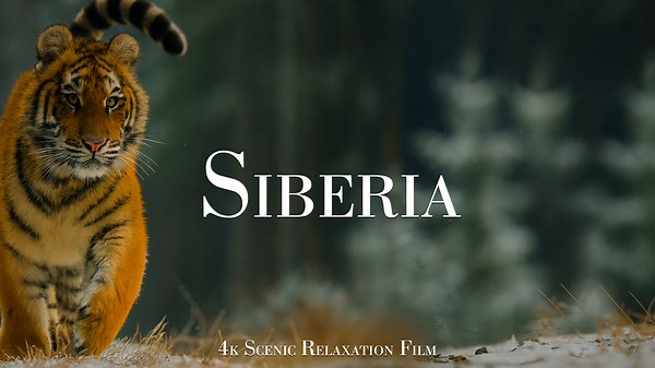 What Animals of Siberia Look Like – Captured in 4K