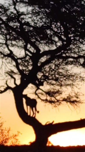 Self Drive Guide Botswana on Reels