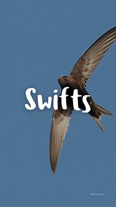 1.5K views · 18 reactions | Have you seen any swifts yet?  Help us protect these important birds by recording your swift sightings with us! Send us an email at enquiries@derbyshirewt.co.uk with the location details and postcode of where you've seen swifts  #Spring #LoveDerbyshire #Wildlife #Nature #DerbyshireWildlife #UKWildlife #UKNature #Swifts | Derbyshire Wildlife Trust | Facebook