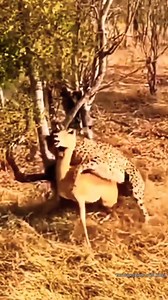 98K views · 826 reactions | Impala antelope died tragically under the sharp claws of a cheetah | Predatory Animals | Facebook