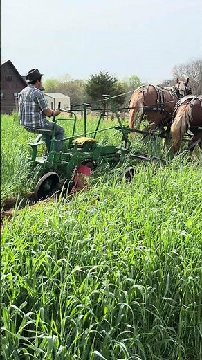 Plowing with Draft Horses
