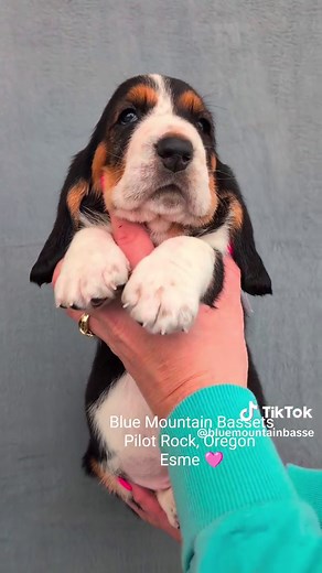 Meet the Adorable 4-Week-Old Basset Hound Puppies!