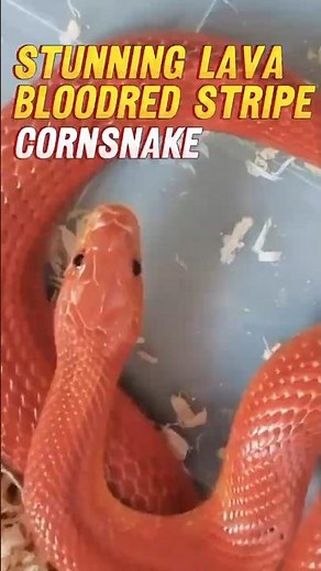 Why the Lava Bloodred Stripe Cornsnake is the Ultimate Cornsnake Morph!