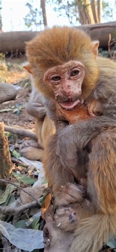 MONKEY IS SICK HELP 🤒🐒💔