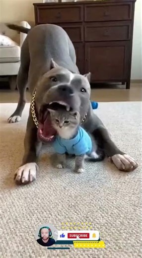 Dogs Fear Tiny Cats #funny