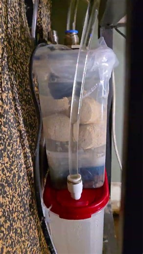 My DIY canister Filter for breeding Corydoras (Low Flow Setup) #aquarium #corydoras #aquariumfilter