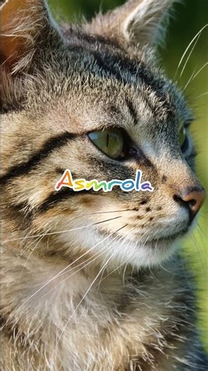 🐱✨ Follow is a Big Support 🤍 | Relaxing Cat Meow ASMR 😻💤