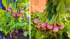 1.4K views · 62 reactions | How to grow turnips from seeds Easy Diy Method to grow turnips Following request #growing #turnips #growturnips #growing #gardening #kitchengarden #growathome #diy #diygardening #vegeayblesgarden | TM Baagh | Facebook