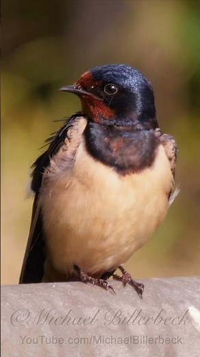 Barn Swallow / Rauchschwalbe #nature #birds #swallow
