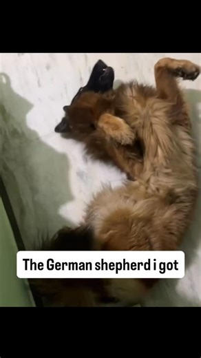 Smokey | German Sheperd on Instagram: "🐾😂😂 @smokey_the_germanshepherd Dog 🐕 | German Shepherd | Smokey 🐾 | Funny | Comedy | Cute | Loyal | Love | Good Soul | Intelligent | Brave | Protective | Gentle | Playful | Goofy | Big Paws | Soft Heart | Pure Soul | Unconditional Love | Best Friend | Fur Baby | Happiness | Joy | Daily Smiles | True Companion | Smart Boy | Handsome | Energy | Zoomies | Head Tilt | Puppy Eyes | Guard Dog | Family Love | Trust | Bond | Sunshine | Cuteness Overload | Dram