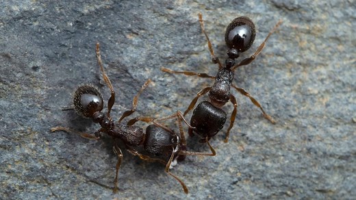How Do Ants Communicate?