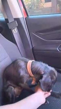 Weak and Frightened Mother Dog Rescued from Horrible Living Conditions Starts Healing