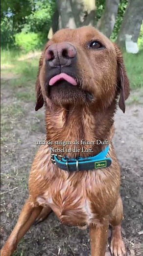 Warum riechen nasse Hunde streng? 🤔🐶💧 #hundewissen