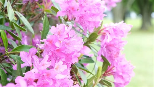 Glenbervie golf membership is more than golf, it’s a chance to relax in our comfortable lounges, work on your game at one of our practice areas, or play over our fabulous 18 holes. Our golf course is recognised nationally with rankings in the top 100 in the UK, our short game area and members driving range, combined with the Academy course provide ample opportunities to work on your game, away from the course. The clubhouse lounges offer a welcoming environment for pre or post golf, serving brea