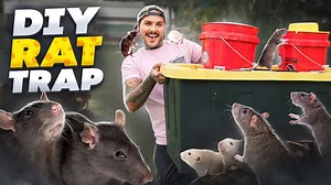 Why a sudden rat surge became a major problem