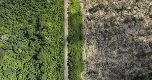 Amazon in danger after Coronavirus pandemic takes attention away from the accelerated deforestation