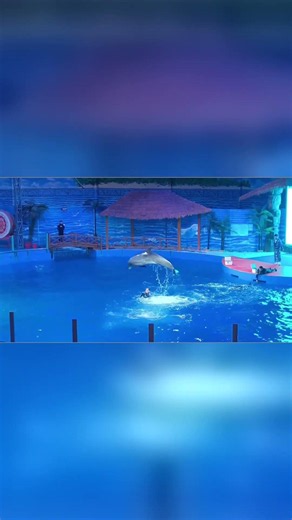 🐬這一躍我直接尖叫！水花炸開的瞬間美哭了！海洋館yyds！ #海豚表演#海趣花都海洋世界 #親子遊玩好去處 #海洋館打卡