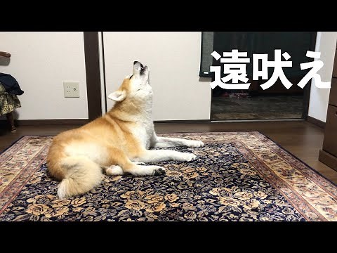 秋田犬 はる の 遠吠え | HOWLING FROM AKITA DOG