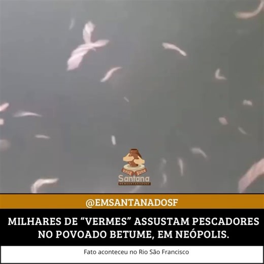 SANTANA DO SÃO FRANCISCO, SERGIPE. on Instagram: "Na madrugada desta quinta-feira, 22 de janeiro, pescadores relataram a presença de numerosos vermes no leito do Rio São Francisco, nas proximidades do povoado Betume. O fenômeno chamou a atenção e gerou surpresa pela quantidade observada. De acordo com informações, dois pescadores saíram para pescar por volta das 23h30 da quarta-feira, 21 de janeiro, em um barco no Rio São Francisco. Por volta das 2h da madrugada de quinta-feira, eles avistaram d