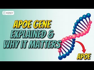APOE Gene Explained | What Is It & Why It Matters? | ApolipoProtein E Genotype
