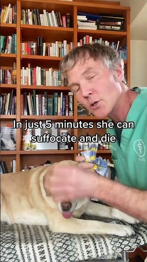 Plastic Bag Suffocation in Dogs