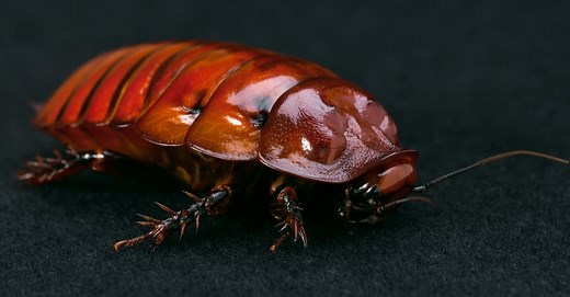 What Do Dubia Roaches Eat? Their 5  Favorite Foods