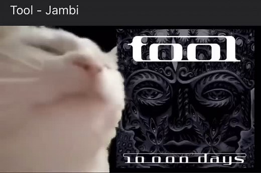 TOOL- Jambi #tool #toolband #toolarmy #catvids #music #fyp