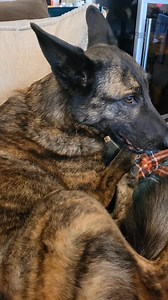 Health Notice: Respiratory Illness Update Dear Dog N' Suds Families, There is a serious respiratory illness circulating across Vancouver island, and spreading through daycares, dog parks, boarding facilities and grooming salons. We have been seeing an uprise in cases at our daycare. While some dogs recover quickly, many are developing more severe cases, some including pneumonia. We have even seen dogs decline very rapidly, which is why early action is so important. At daycare we are taking every