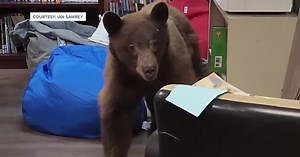A teacher in Pine Mountain Club finds a bear in her classroom as she prepares for the new school year