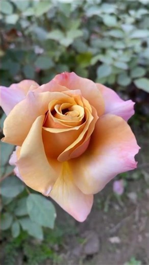 Calm Flower Garden 🌸 Music for Focus & Productivity | #flowergarden #beautifulflowers