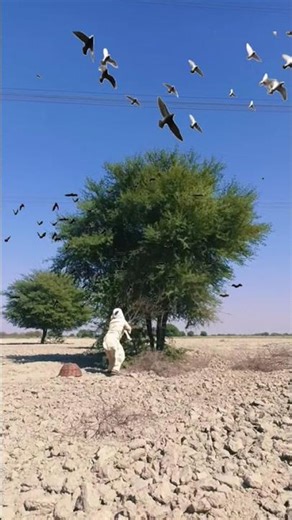 hunting for crow 😱🐦 #catching #birds #harehunting #villagelife #nest #hunter #nature #farming