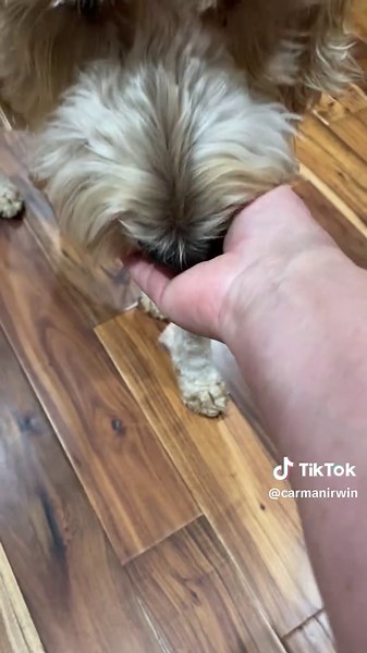 And the eggs 🥚 have it 🤣. Look how gentle our beast I mean our precious Angel carries that raw egg! #BamaDoodle #DoodlesofTikTok #DogsofTikTok #dogeggchallange