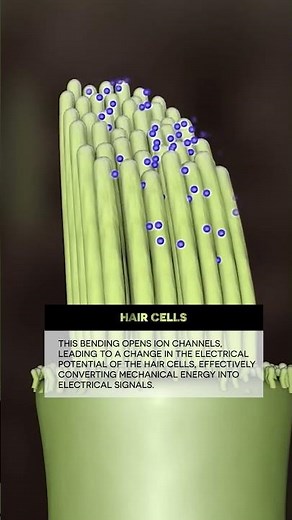 Traveling of sound from Ear to Brain #ear #biology #medical #anatomy