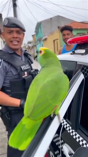 PAPAGAIO BRIGANDO COM A POLÍCIAFalas completas #ahorts 🤣🤣🤣🦜