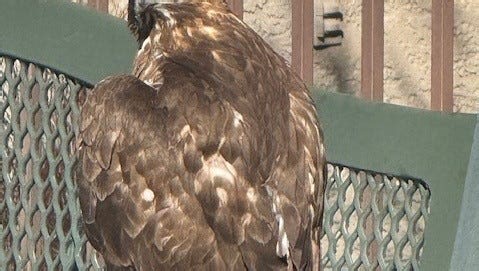 South Reno neighbors arrange rescue for injured hawk; it's on its way to rehab then release